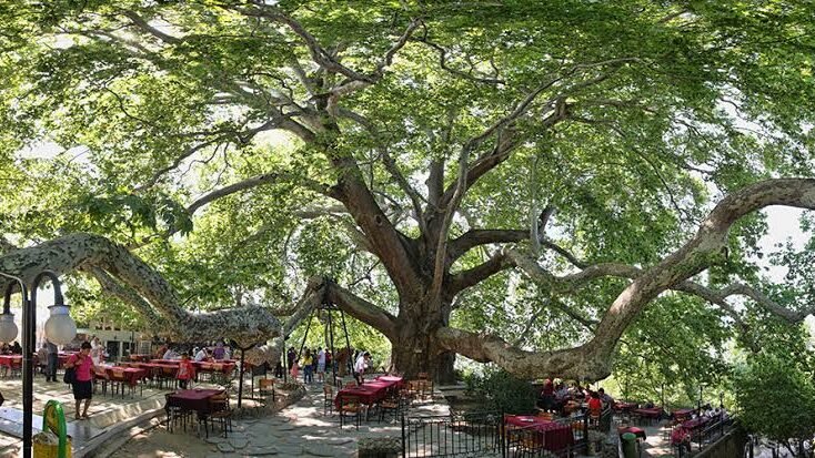الشجرة التاريخية في بورصة 