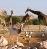 حديقة حيوانات ابو ظبي